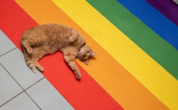 Fabuloso! Is this the world’s first languages school for LGBTIs?